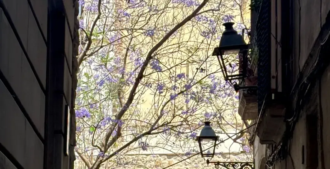 Narrow alley in Barcelona's Gothic Quarter leading to a stone wall and a blooming purple jacaranda tree.