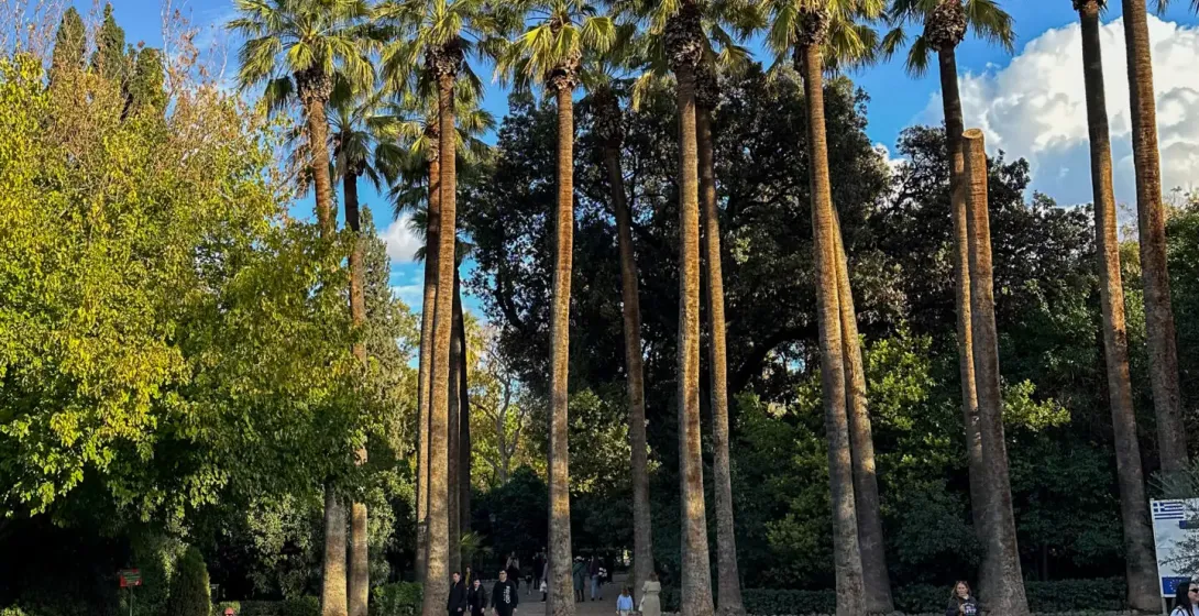 Path in a formal garden with rows of red flowers, tall palm trees, and several people walking under a blue sky.