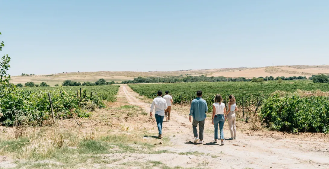 Un grupo de cinco personas camina por un sendero de tierra entre hileras de vides en un paisaje soleado de viñedos.