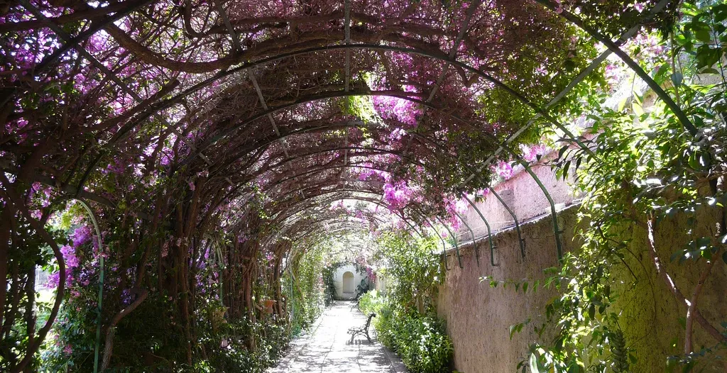 A long, arched garden walkway covered in bright purple bougainvillea flowers.