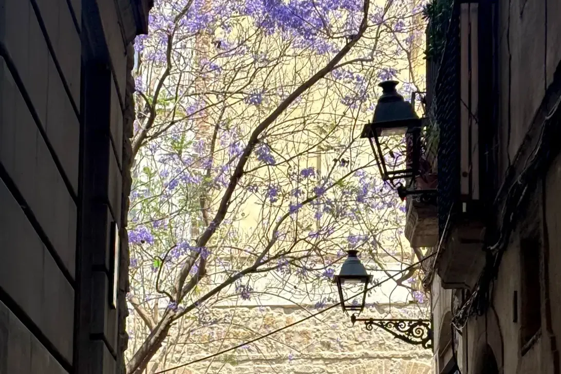 Callejón estrecho en el Barrio Gótico de Barcelona que conduce a un muro de piedra y un árbol de jacarandá en flor.
