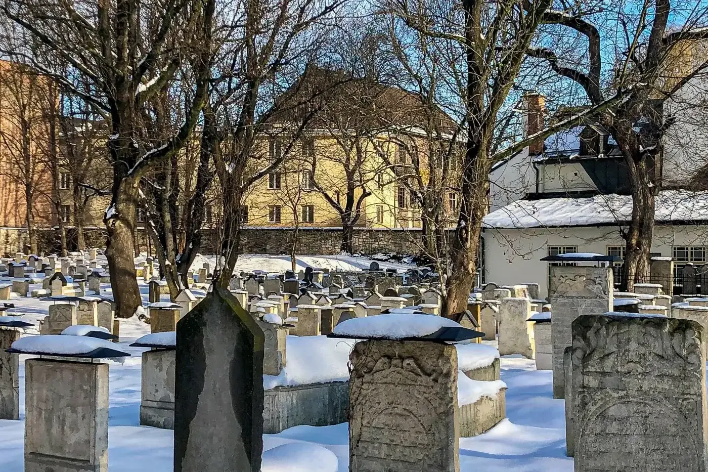 Hileras de antiguas lápidas cubiertas de nieve y árboles sin hojas en un cementerio judío de Cracovia, con edificios al fo...