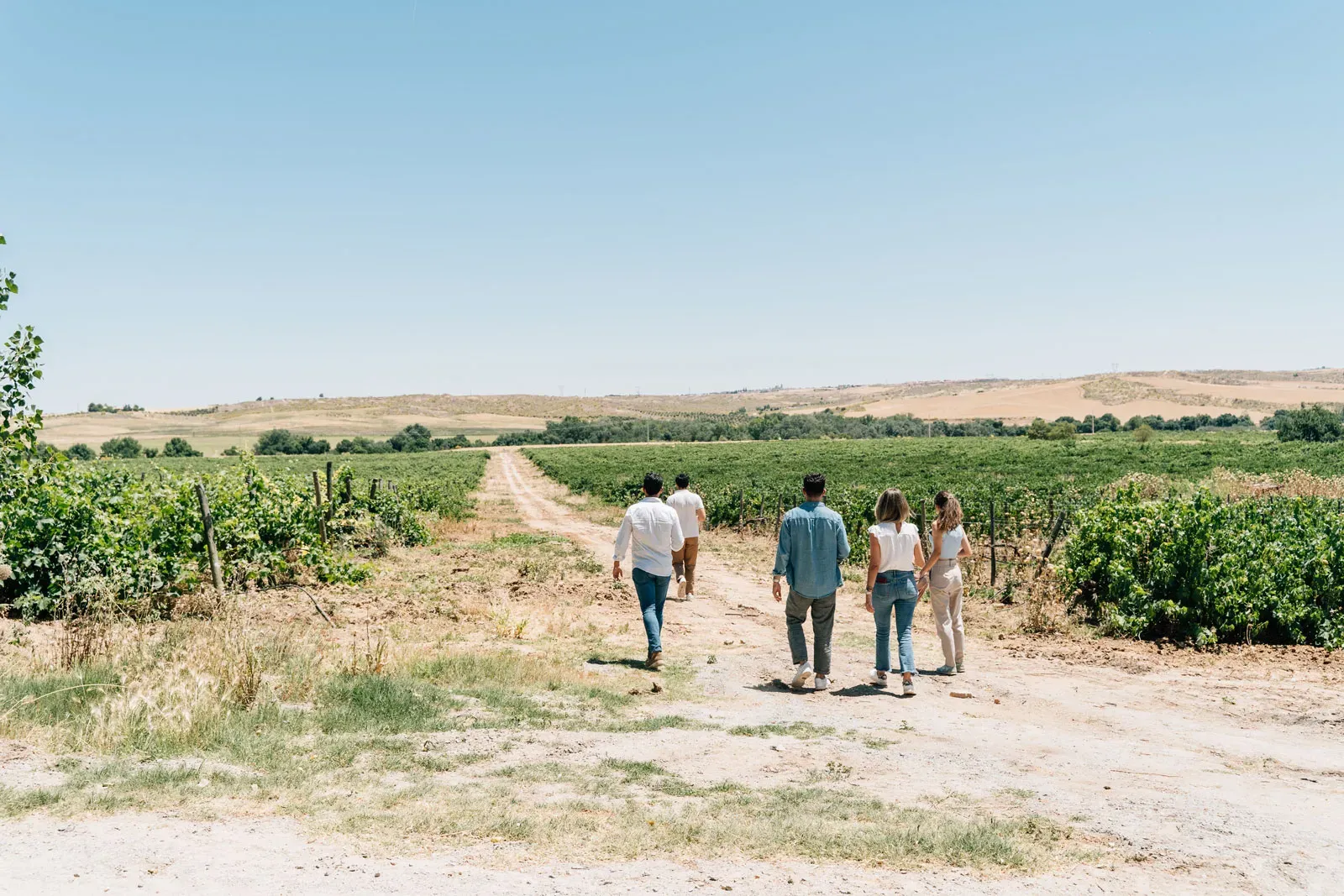 Un grupo de cinco personas camina por un sendero de tierra entre hileras de vides en un paisaje soleado de viñedos.