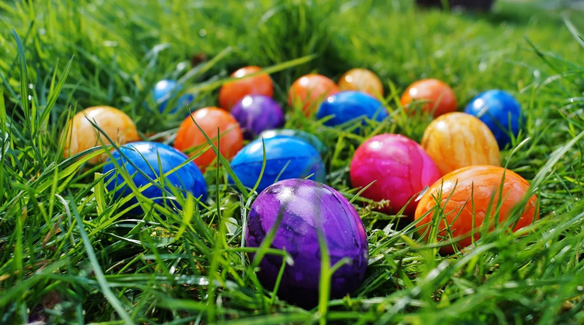 Huevos de Pascua de colores escondidos en la hierba verde y húmeda.