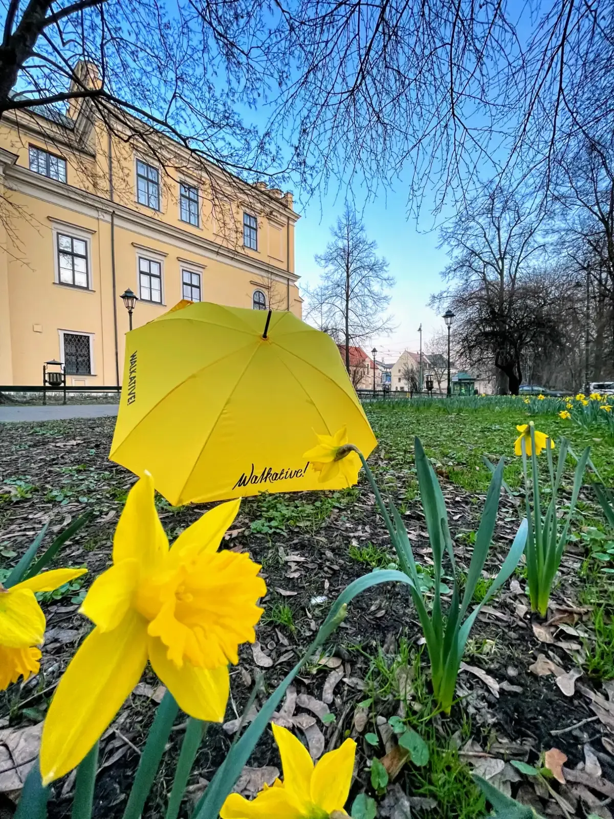 Paraguas amarillo de Walkative entre narcisos en flor en un parque, con un edificio claro y árboles desnudos al fondo.