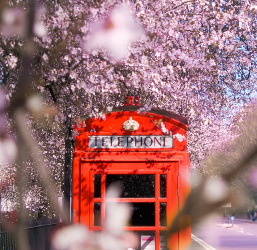 Rote britische Telefonzelle, teilweise sichtbar hinter zarten rosa-weißen Frühlingsblüten.