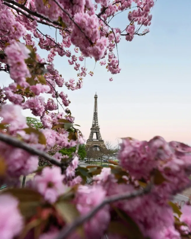 Eiffel Tower seen through branches of vibrant pink cherry blossoms against a clear sky.