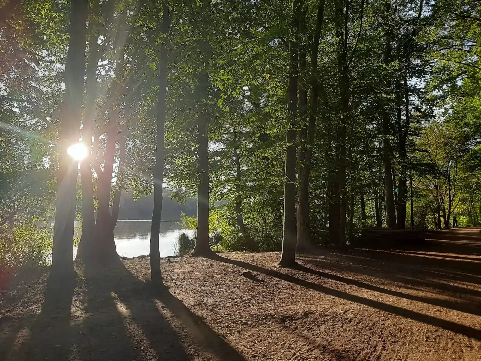 Sunlight streams through green trees onto a dirt path next to a serene lake, casting long shadows.