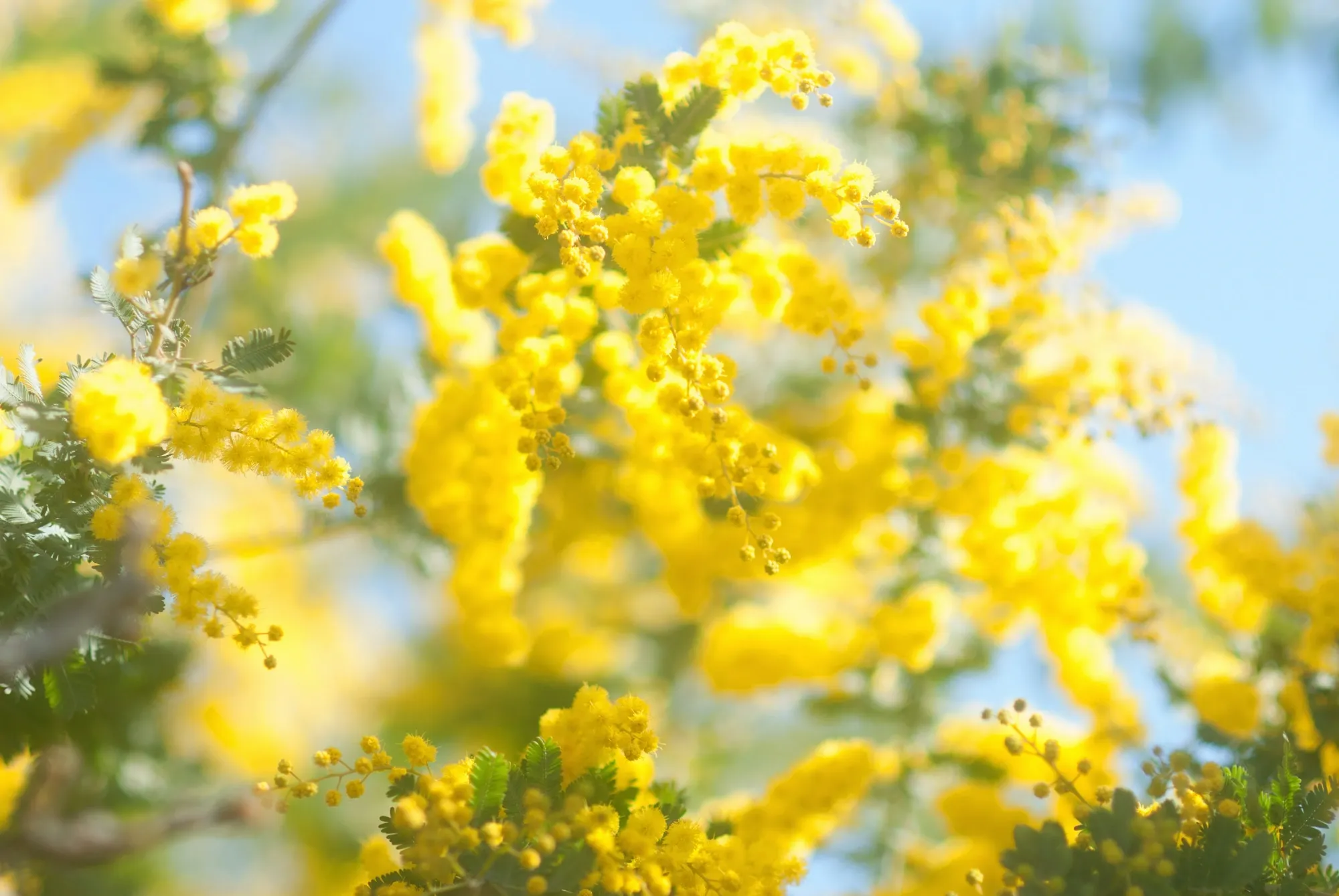 Primer plano de flores de mimosa de color amarillo brillante en floración contra un cielo azul claro difuminado y follaje ver