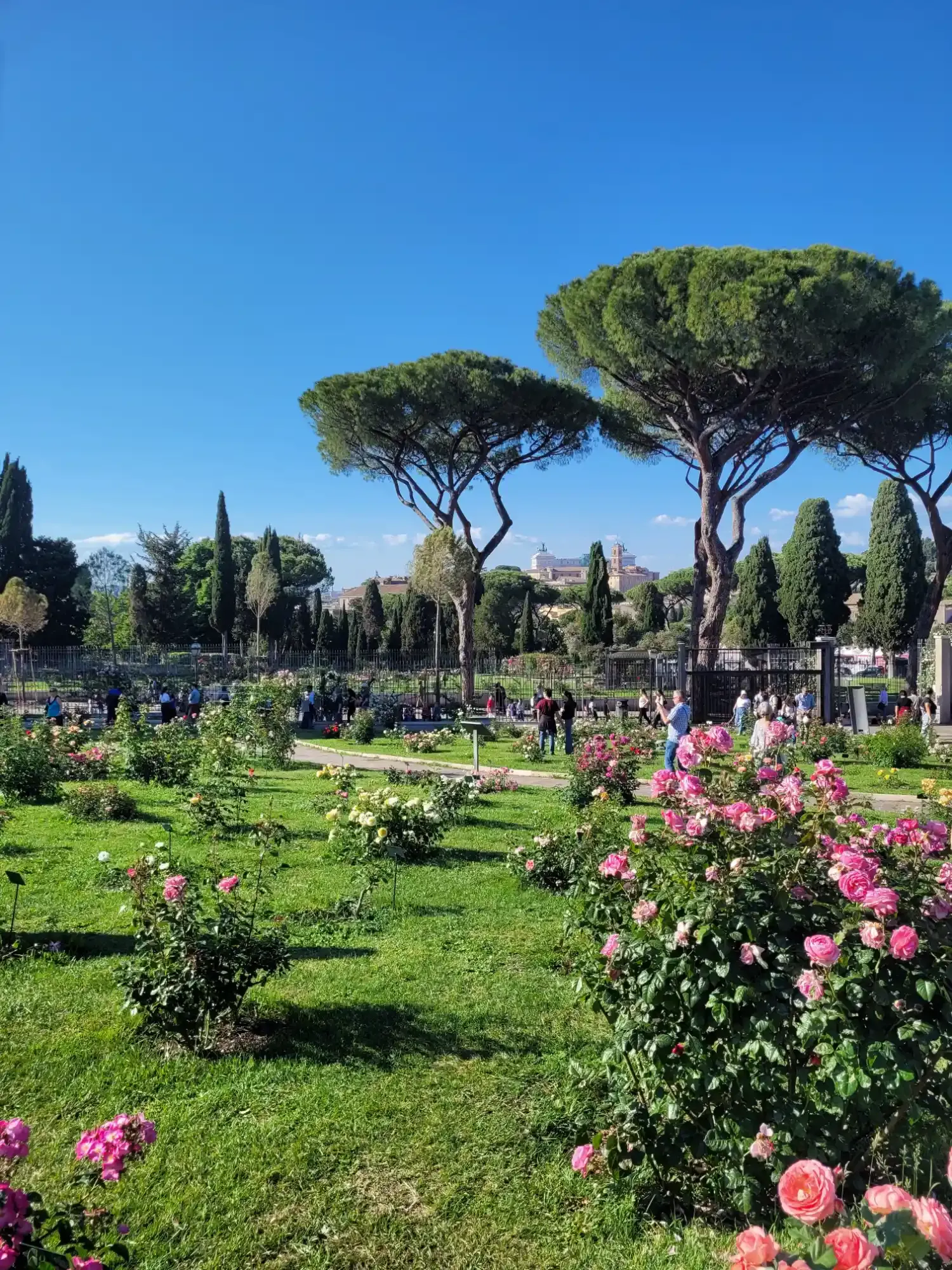 Pink roses blooming in a sunny park with tall umbrella pine trees and visitors walking under a blue sky.
