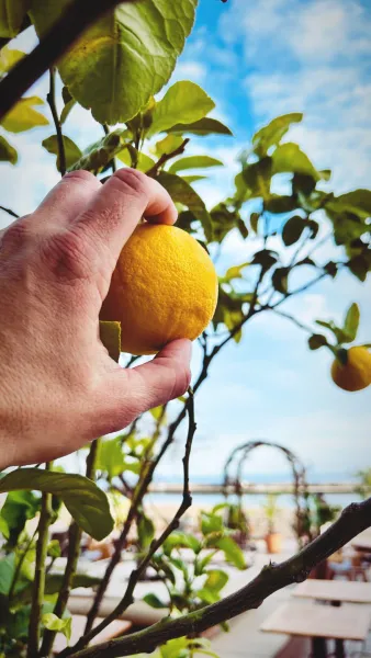 Hand picking a fresh lemon from a tree at a seaside town.