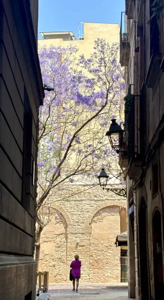 Narrow alley in Barcelona's Gothic Quarter leading to a stone wall and a blooming purple jacaranda tree.