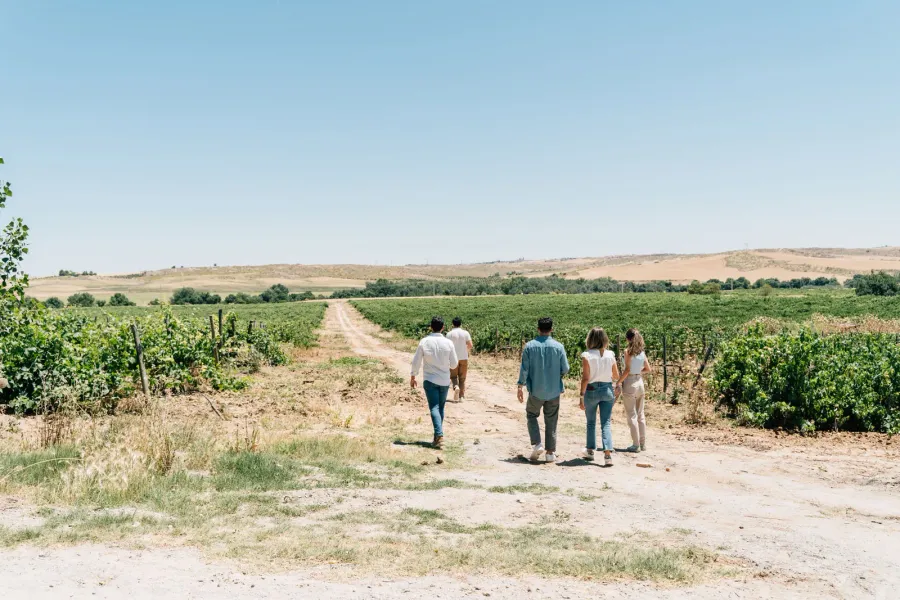 Un grupo de cinco personas camina por un sendero de tierra entre hileras de vides en un paisaje soleado de viñedos.