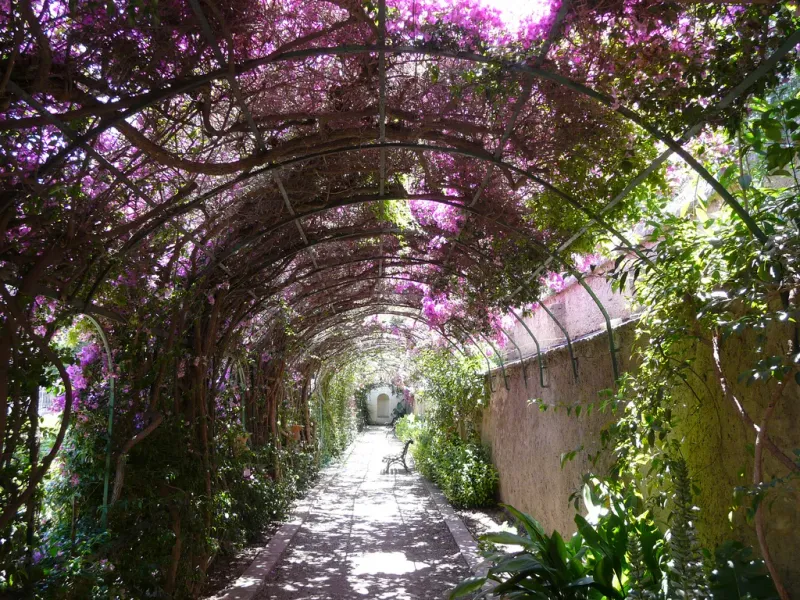 A long, arched garden walkway covered in bright purple bougainvillea flowers.