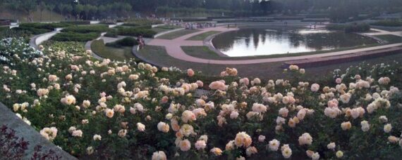 Cytadela Rose Garden in Poznań